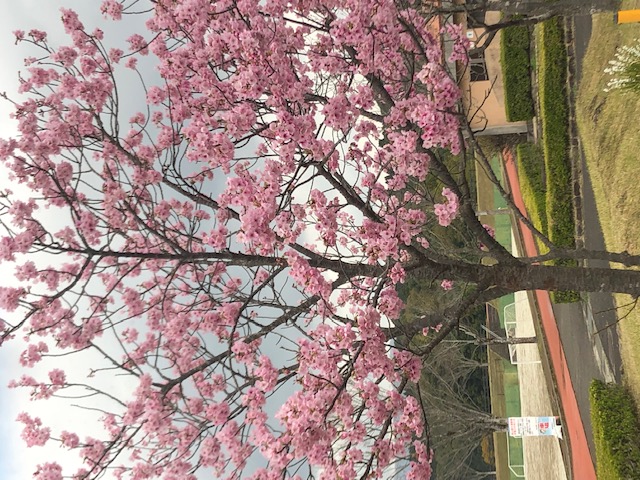 桜満開　2022.3.22　.jpg